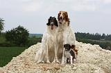BARZOI 044